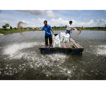 Hệ thống chăn nuôi cá Basa hiện đại mang đến sản phẩm chất lượng đạt chuẩn quốc tế