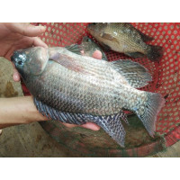 CÁ RÔ PHI PHI LÊ (Tilapia Fillet)