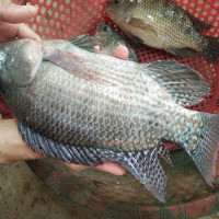 CÁ RÔ PHI PHI LÊ (Tilapia Fillet) CÁ RÔ PHI PHI LÊ (Tilapia Fillet)